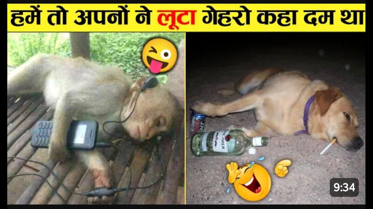 Animal funny 😁 videos wait .... 🐈 funny video full 🤣 Entertainment  Don't Try Laughing 🤣