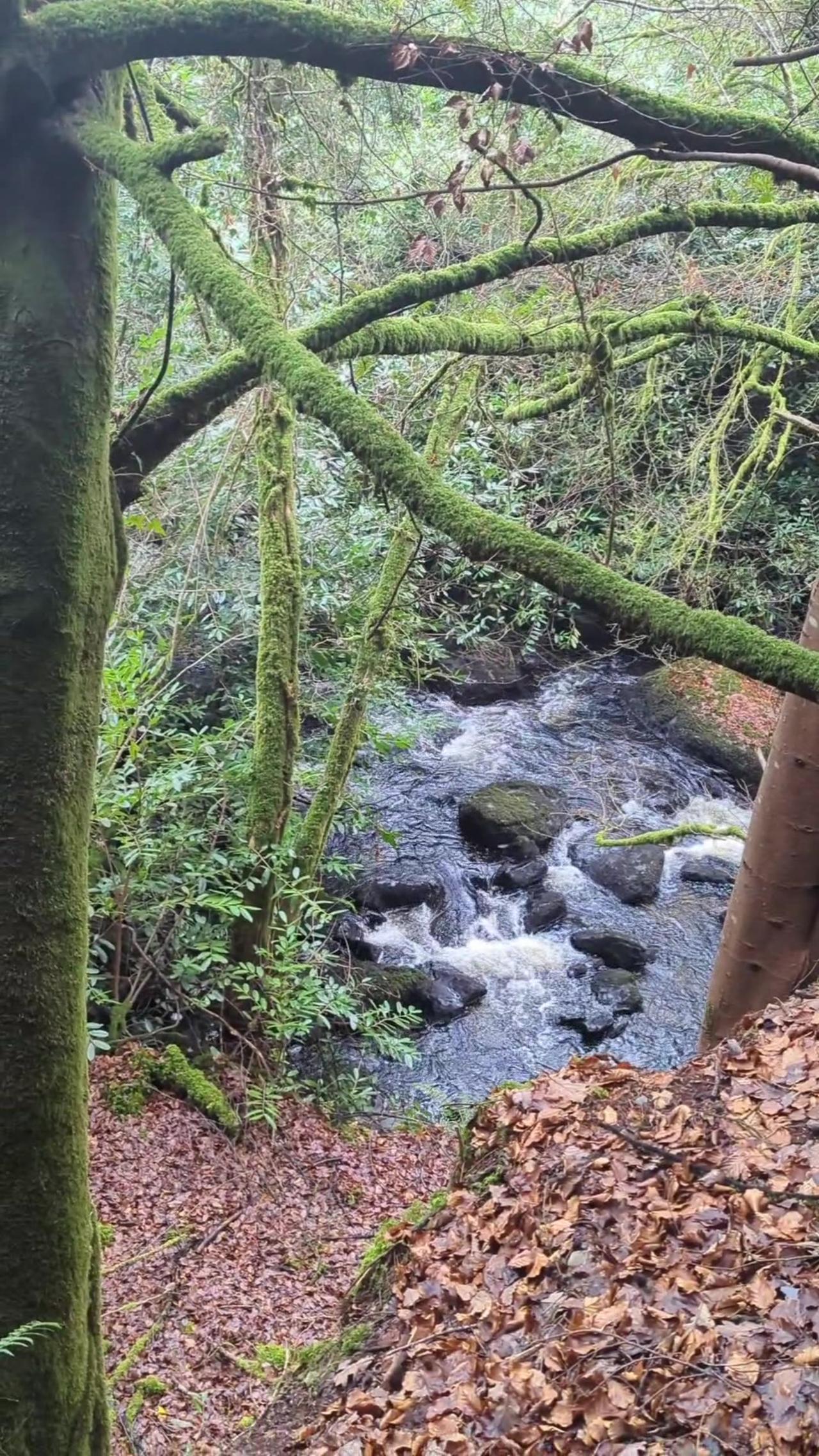 The Vartry river gorge, Wicklow, Ireland