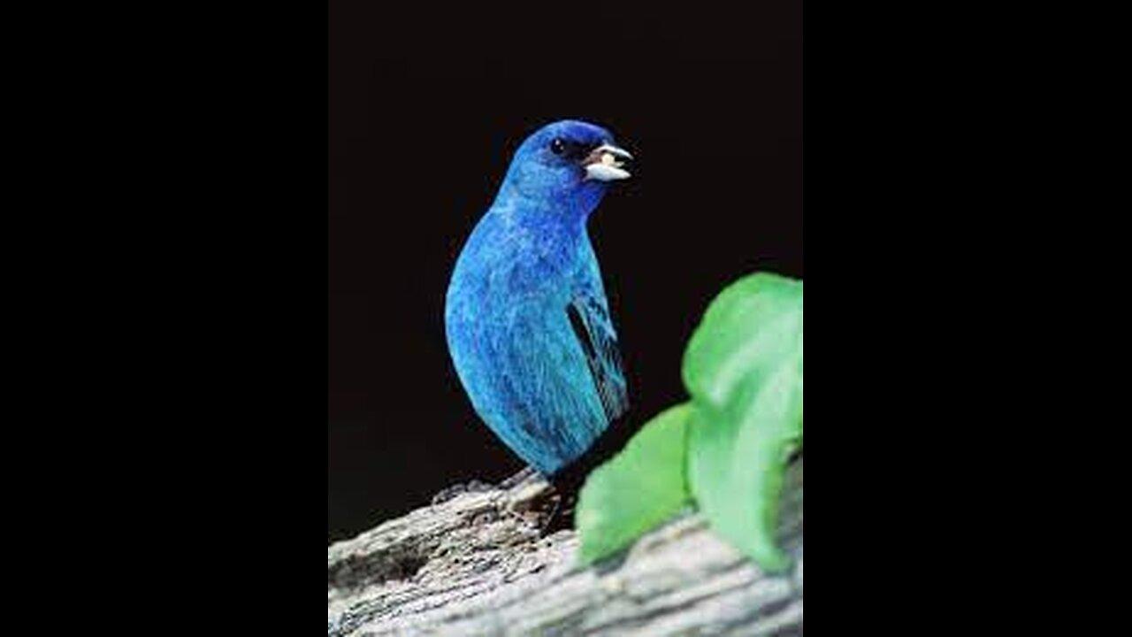 The Blue Indigo Symbol: The History and Miracle of Beauty of the Magnificent Bird Banting.