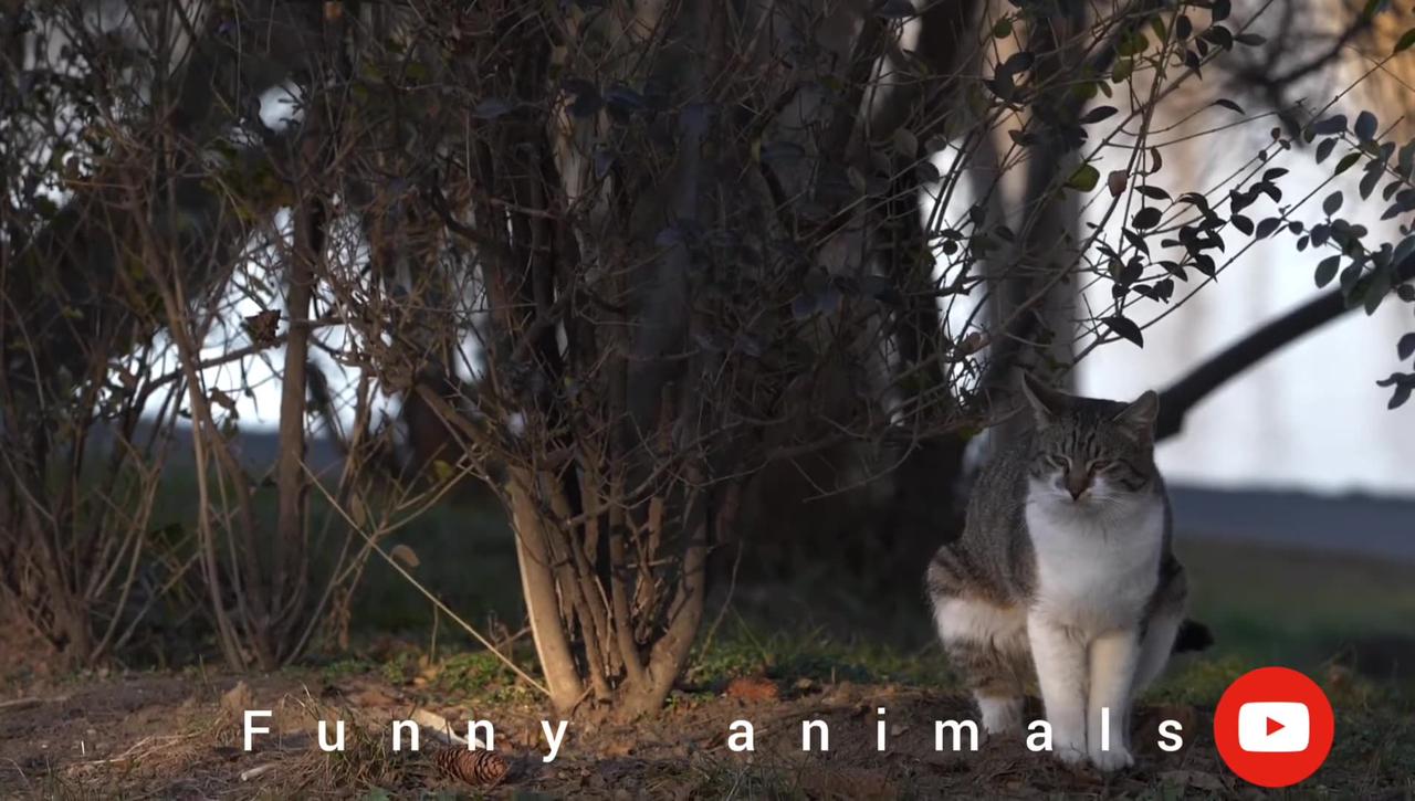 Best Funny Animal Videos 2022
