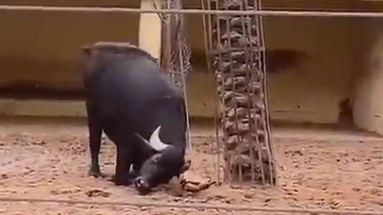 Incredible,Buffalo saved a tortoise by flipping him over..