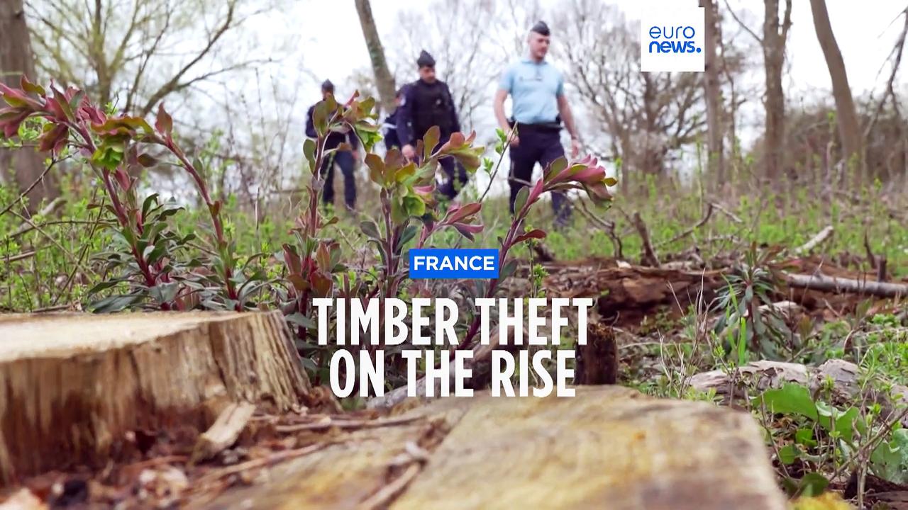 Increasing timber theft in France causing ecological disaster