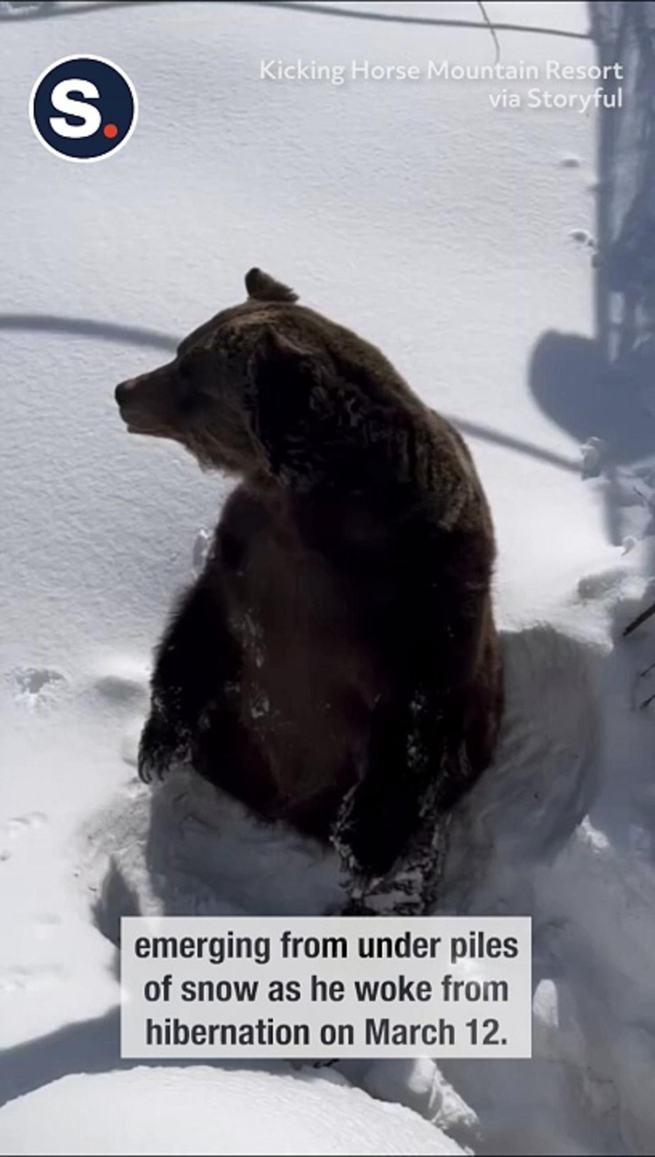 Beloved Grizzly Emerges From Hibernation at Canadian Ski Resort