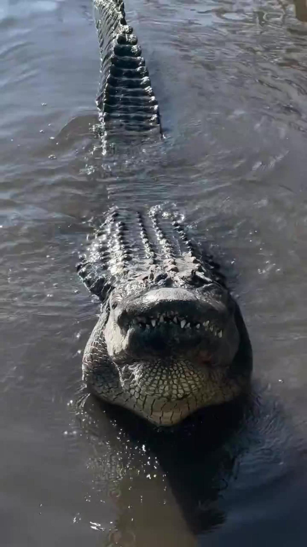 Alligators creating faraday waves that travel through the water to communicate courtship calls
