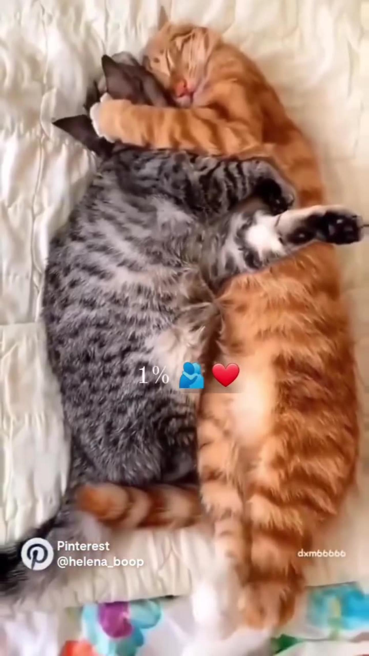 Cat's love video