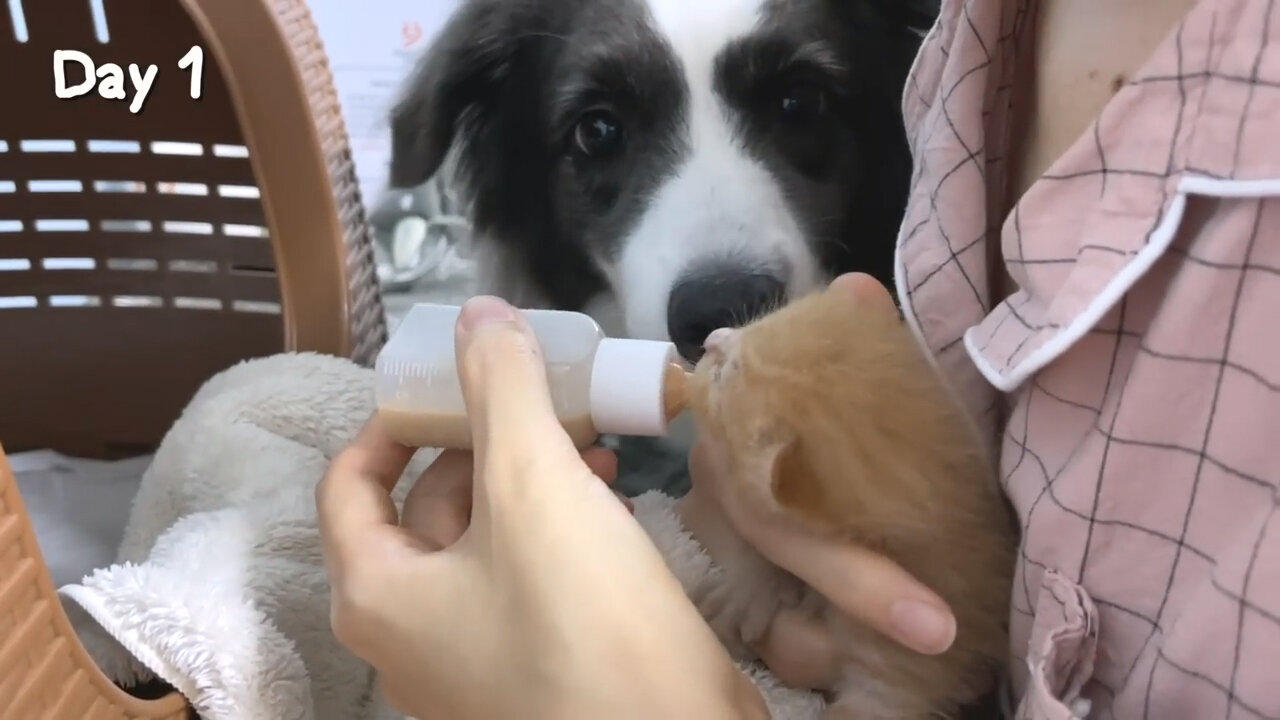 Rescued Tiny Kitten Grows Up Believing He’s a Big Dog