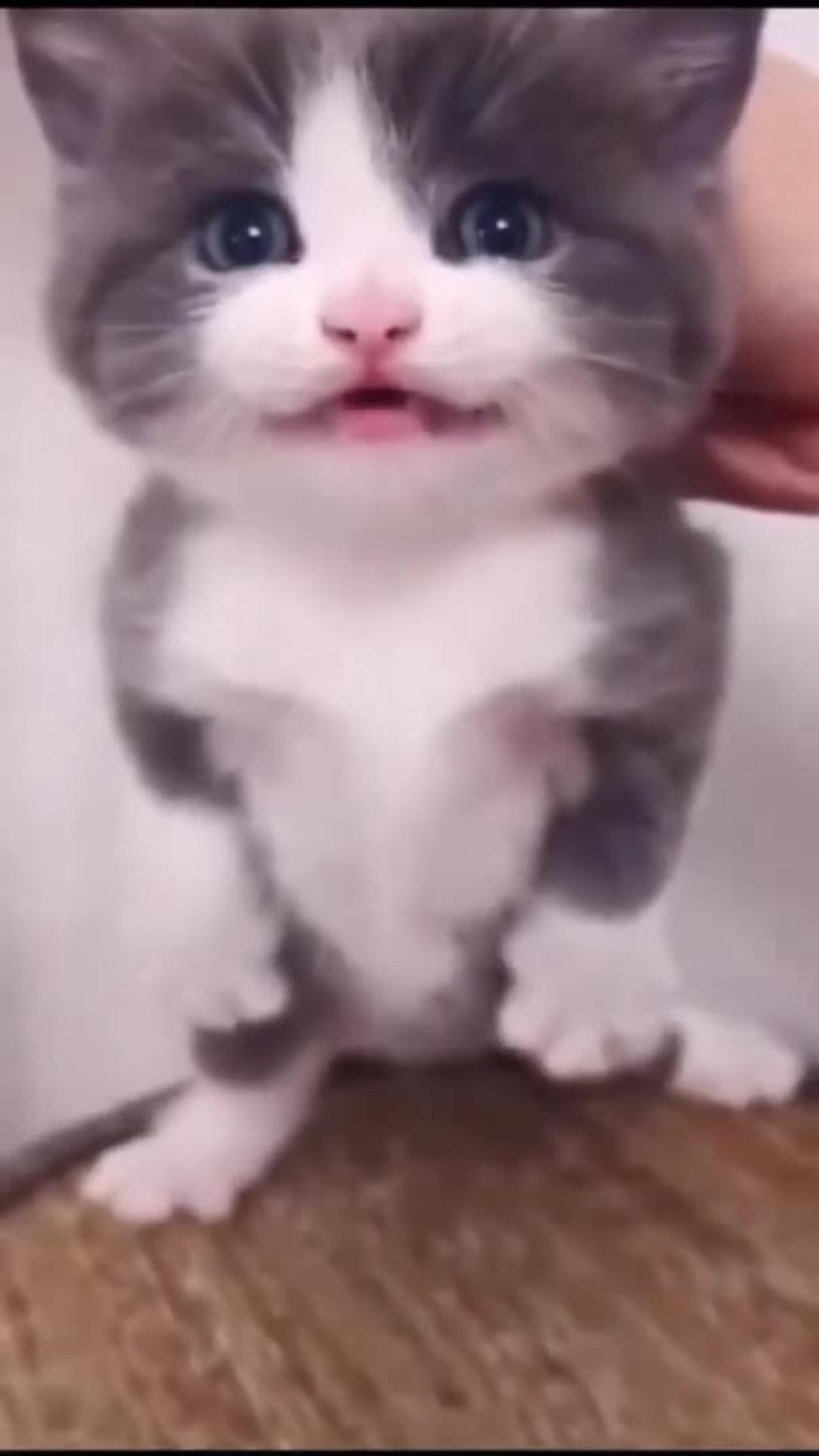 It's a very crazy cat with funny moment