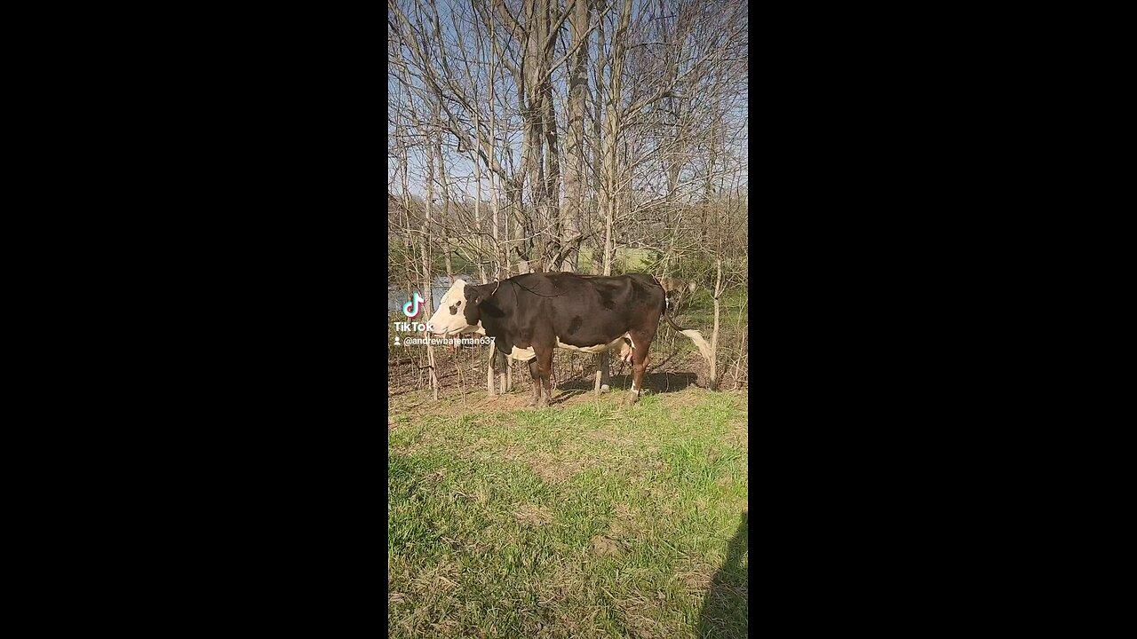 Momma cow should have her baby calf today.