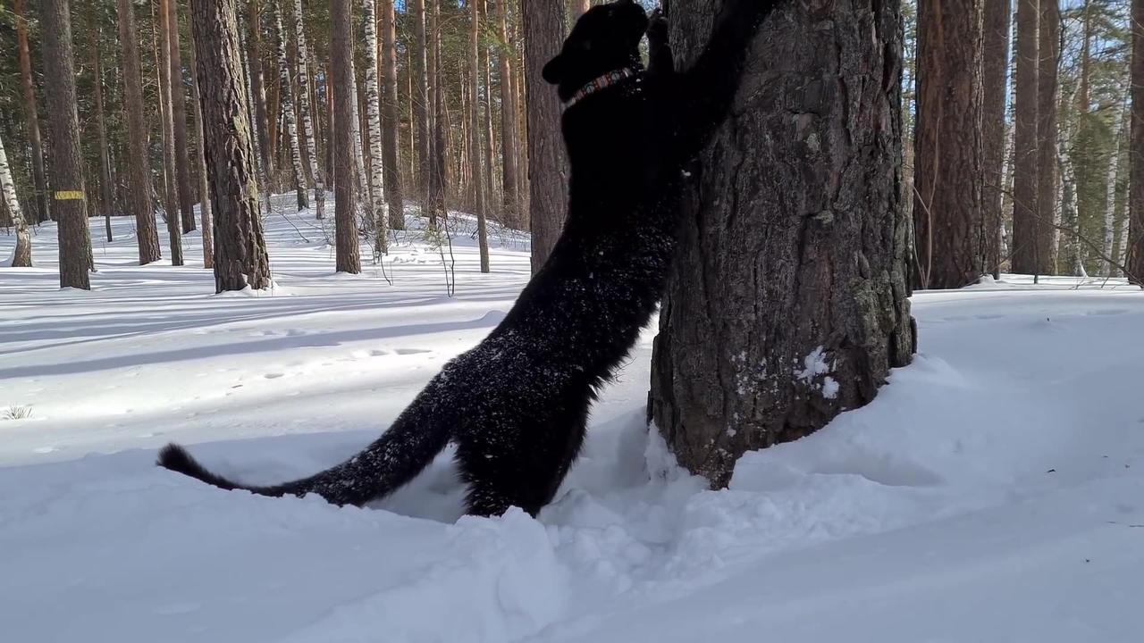 Leopard Luna marks tree in the forest
