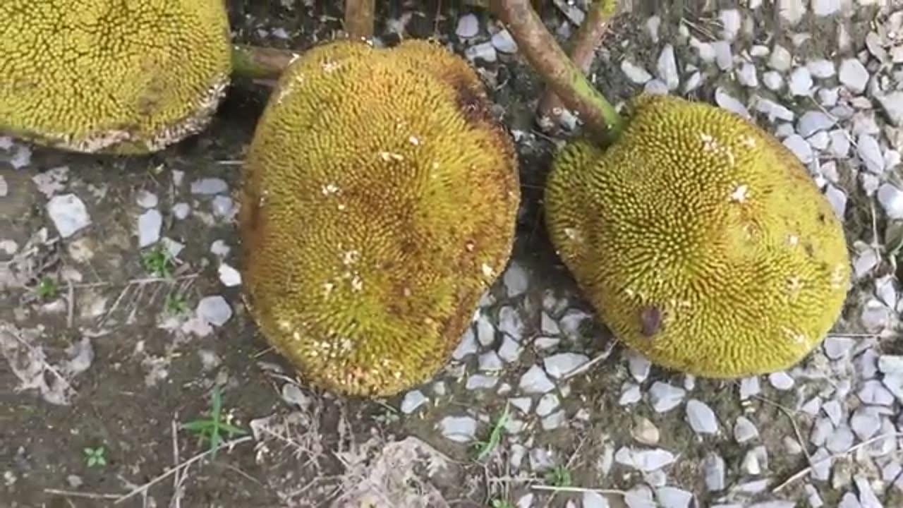 BAREFOOT fruit foraging in BORNEO jungle