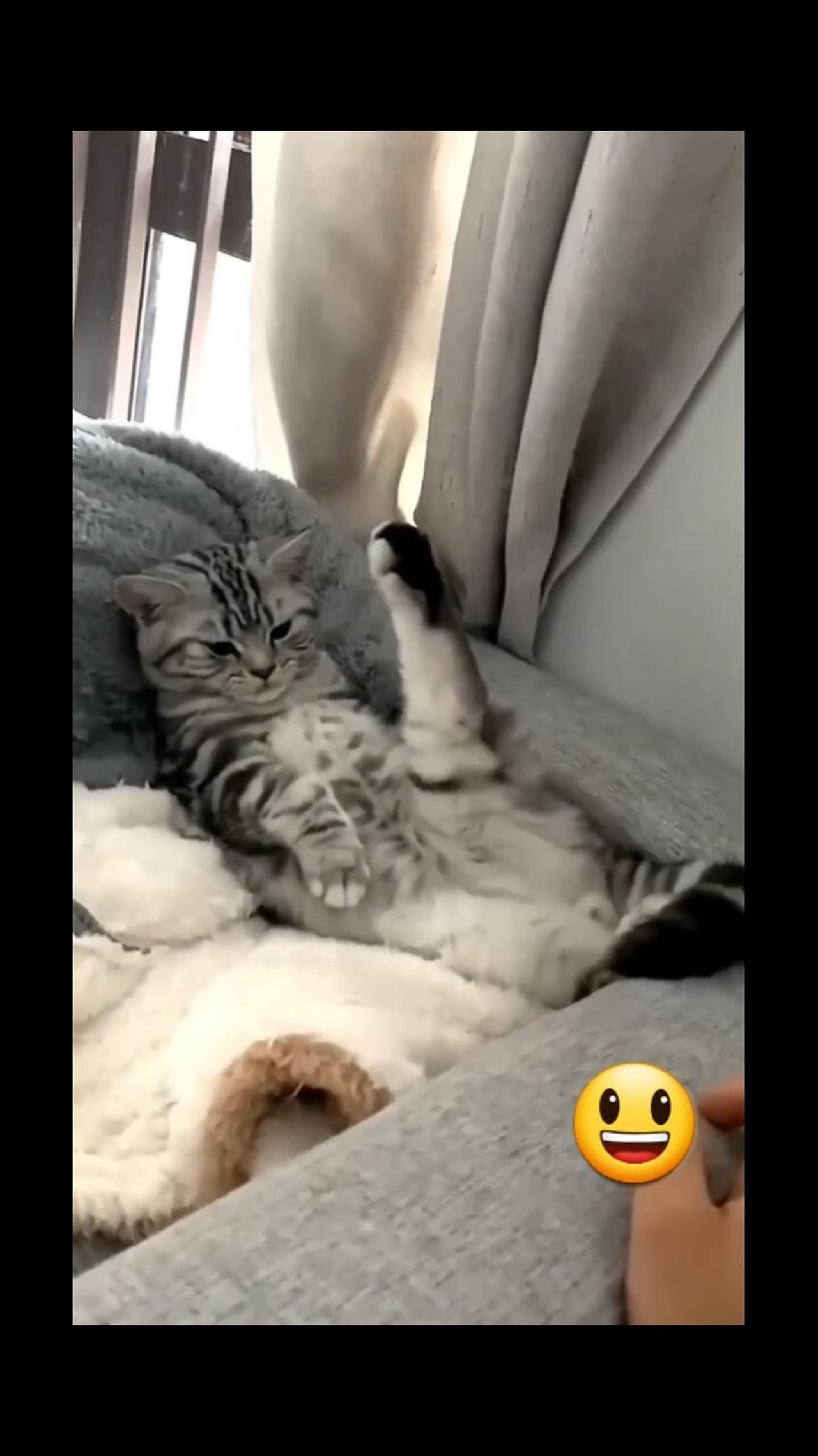 Funny cat playing
