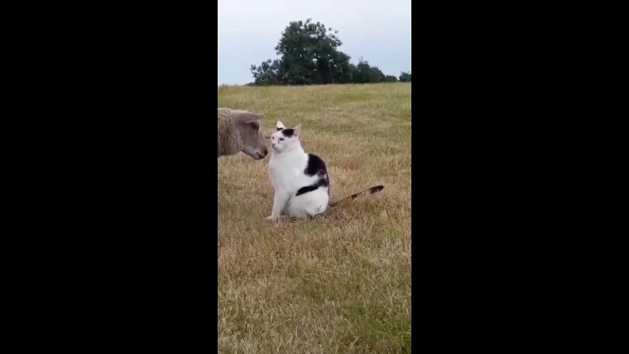 Funny animals 2024 😆- funniest cats and Dogs video 🐕🐈 211