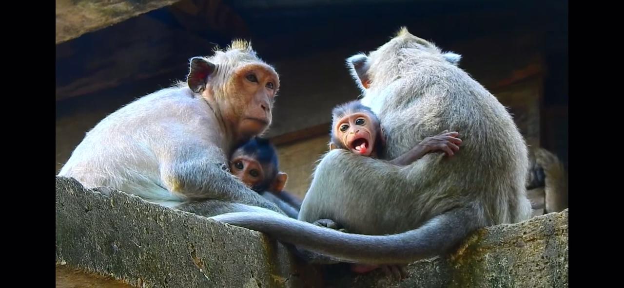 I’m addicted to watching the baby monkeys.