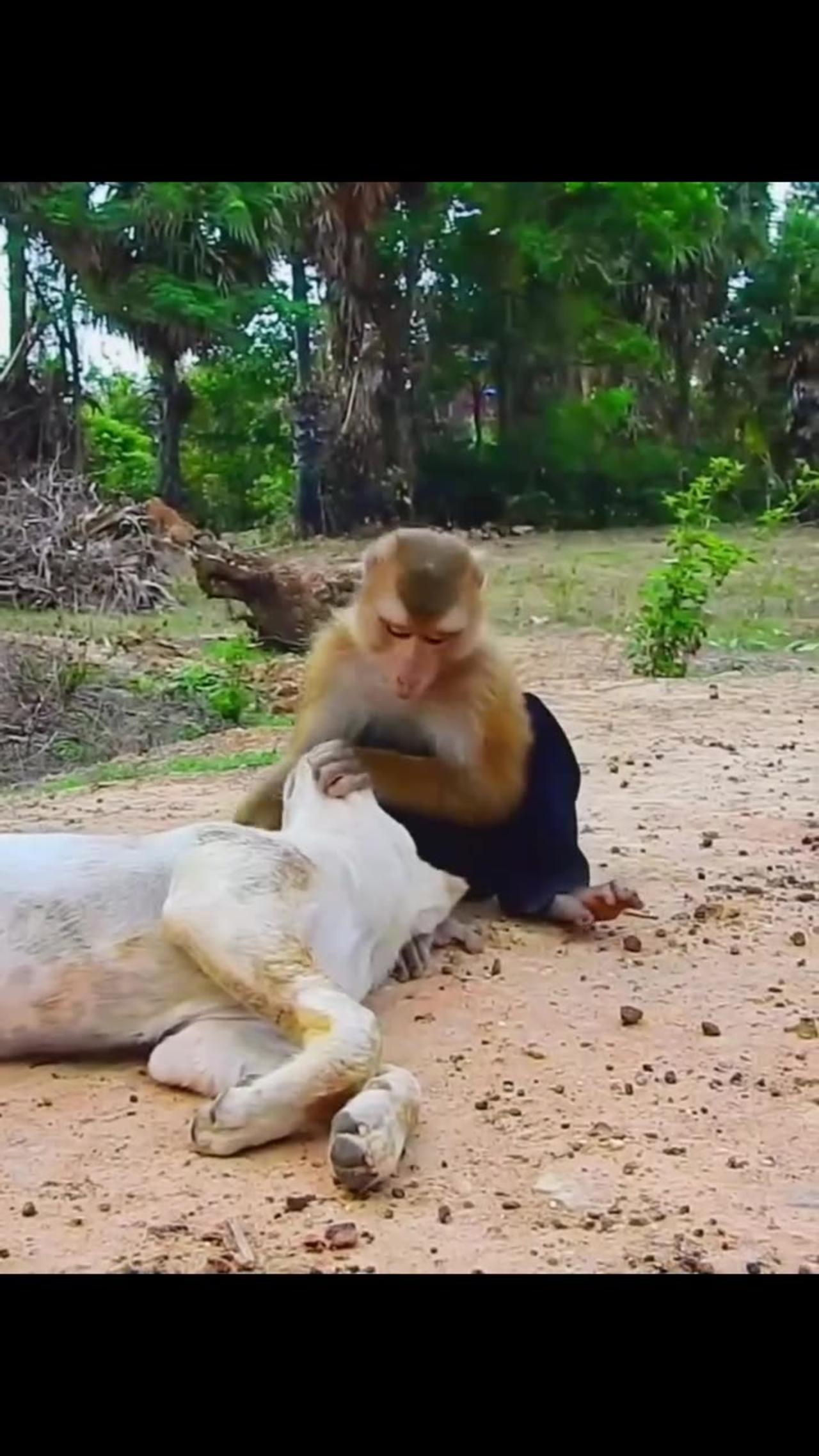 dog and Monkey funny video 2024