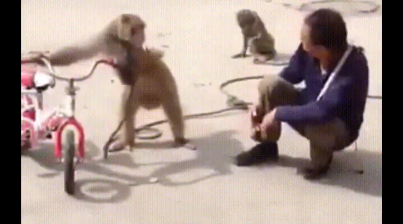 cute and funny monkey videos