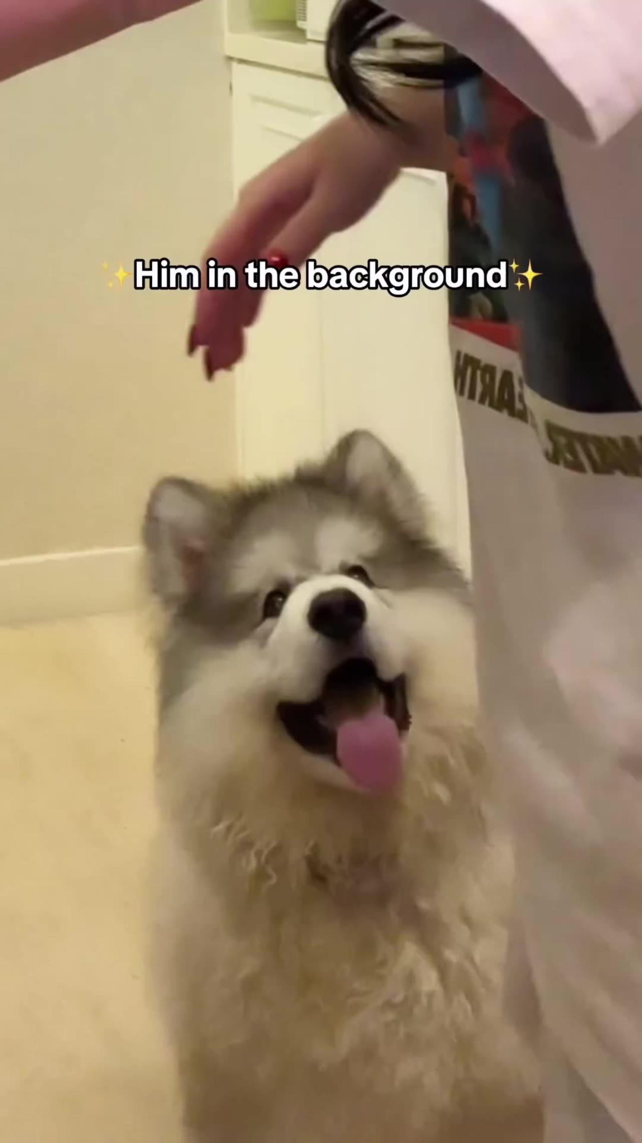 "Adorable Husky Patiently Waits for Dinner Time"