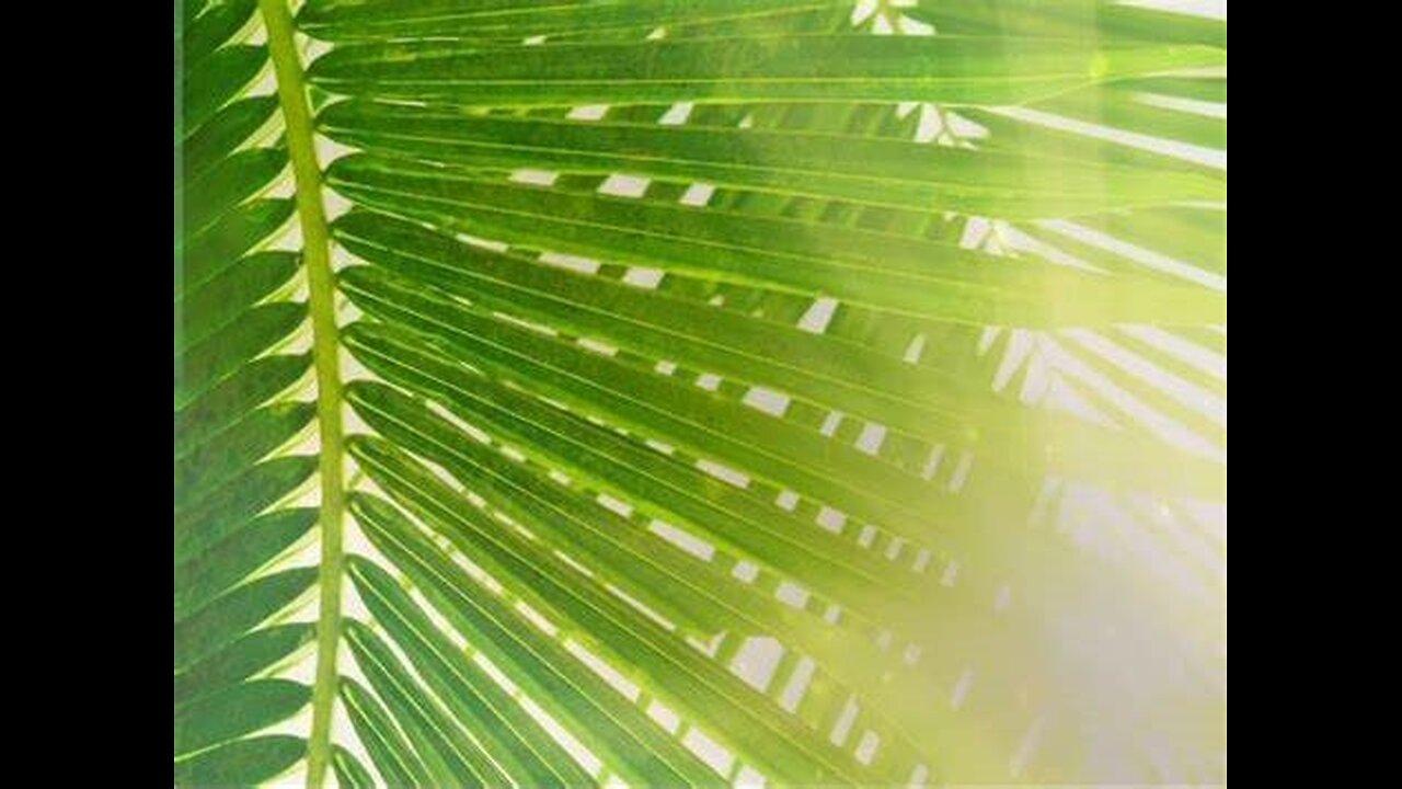 Palm Sunday: With Christ in Tragedy and Triumph