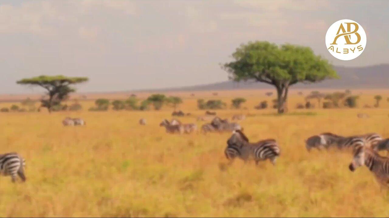 Wildlife Animals | Safari Moments | Forest | Free HD Videos