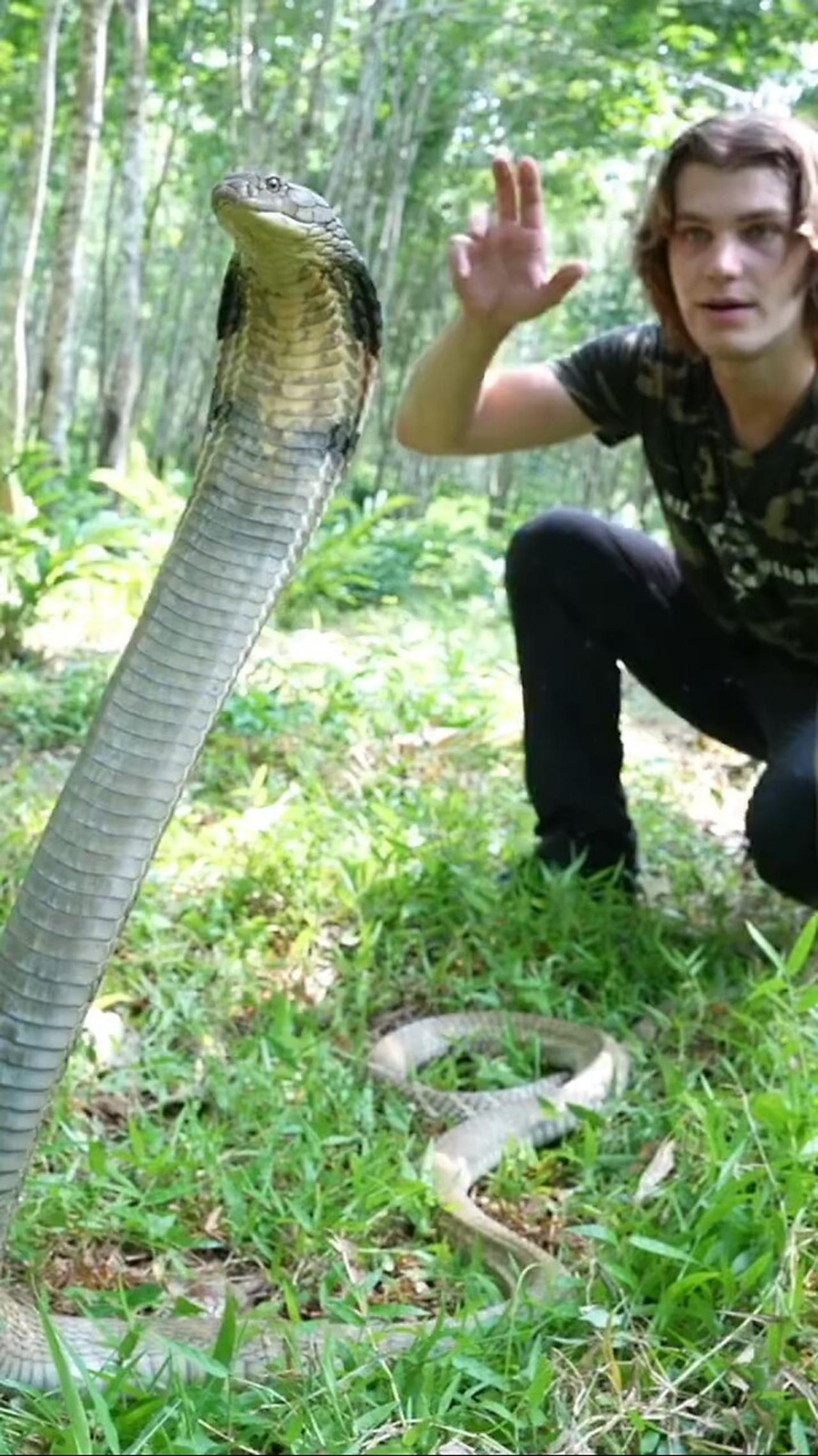 My top 10 FAVOURITE animal encounters of 2023 ‼️ Number 3 (King Cobra)