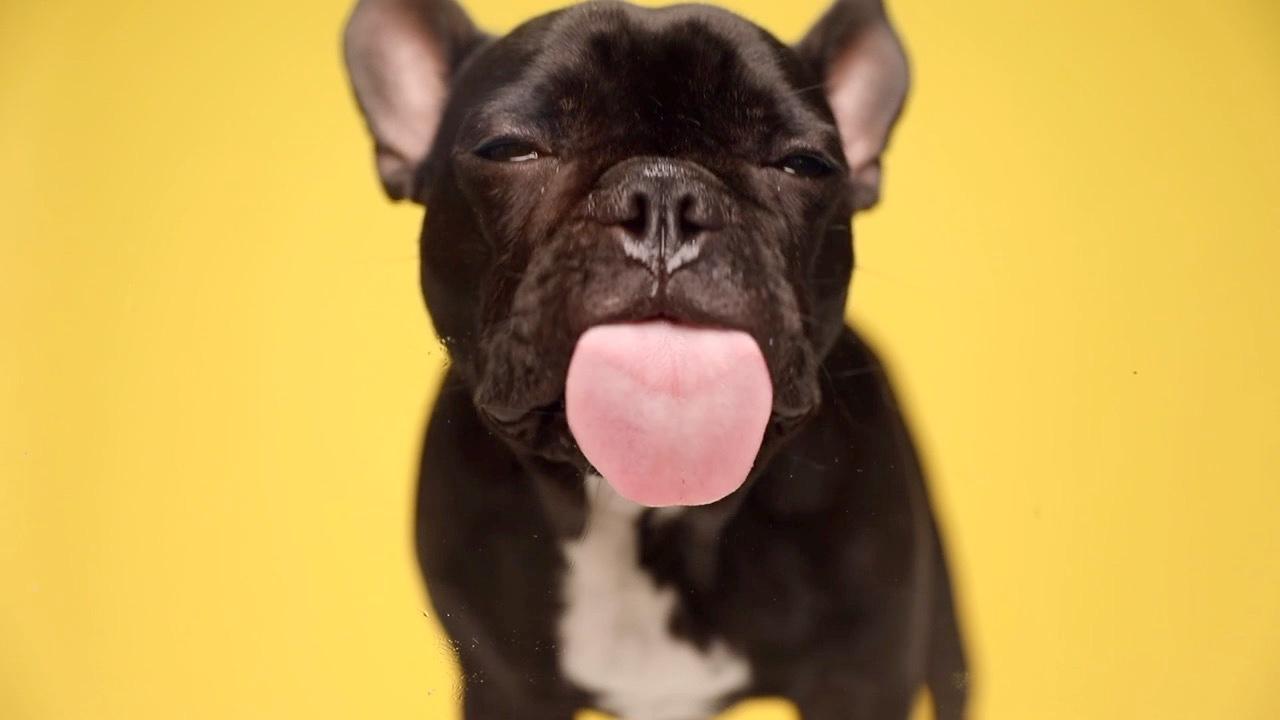 The Most Popular U.S. Dog Breeds and One Surprising Winner!