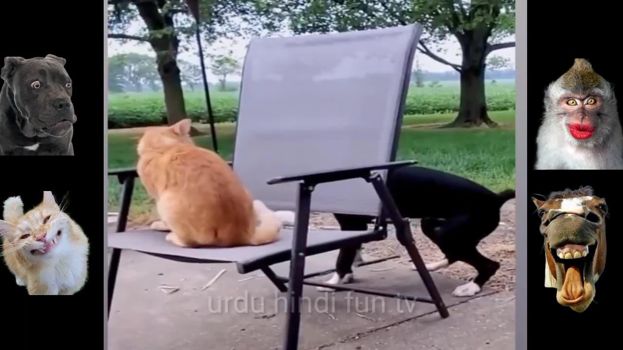 Top funny animal clips,most funny animal videos,funny dogs,funny cats,funny animals,