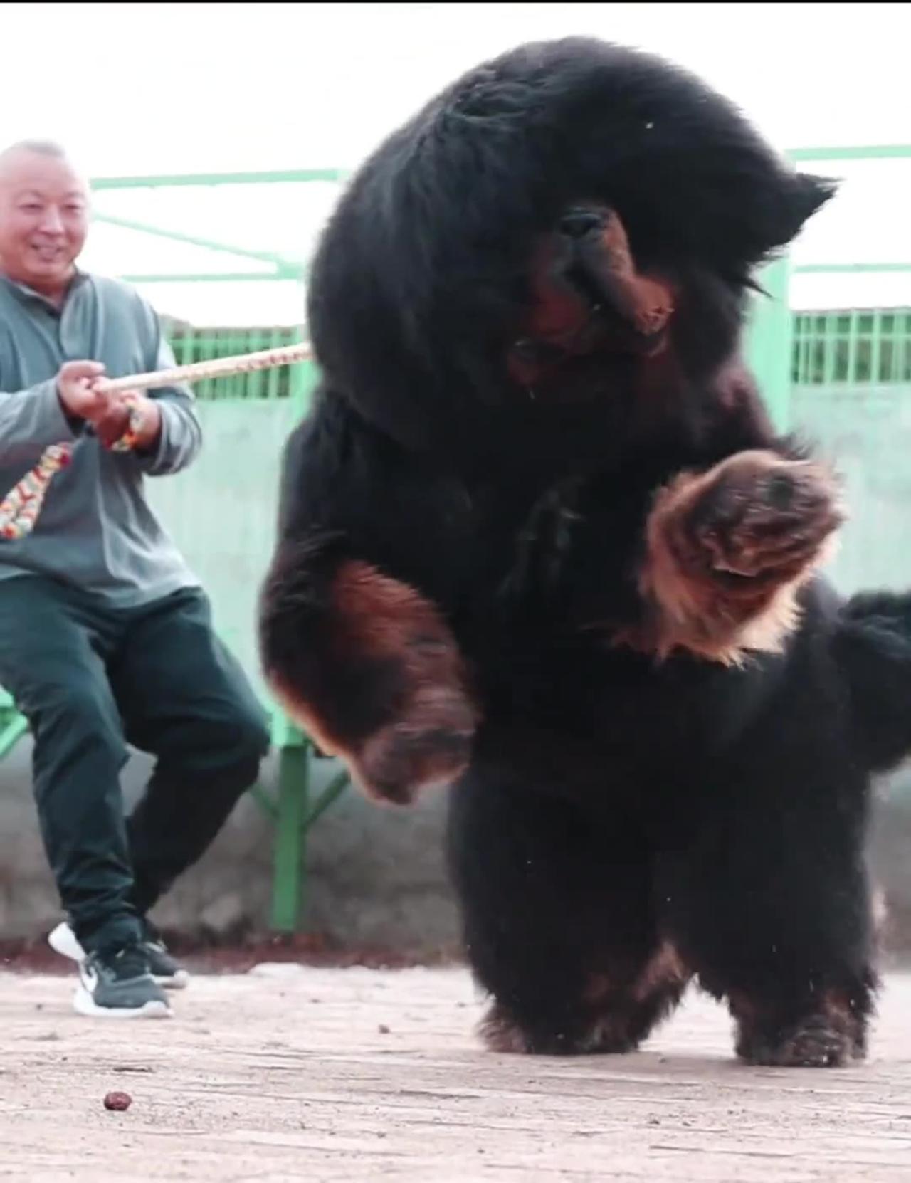 "Tibetan Mastiff, fierce dog"