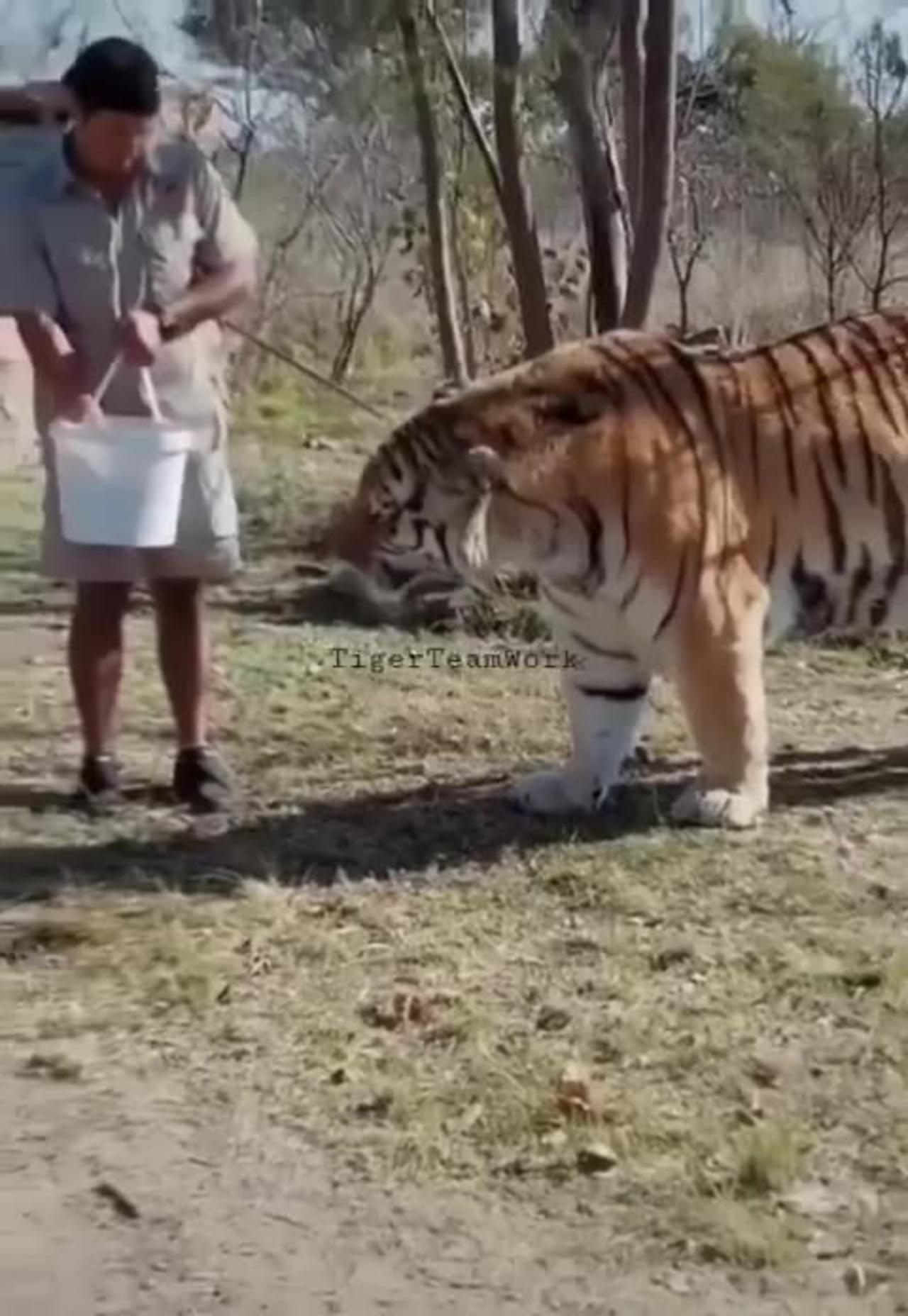 The Siberian Tiger. The largest cat in the world.