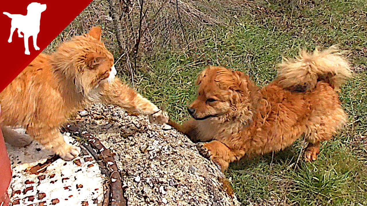 My Dog and my Cat - Kokoni Dog Breed - One News Page VIDEO