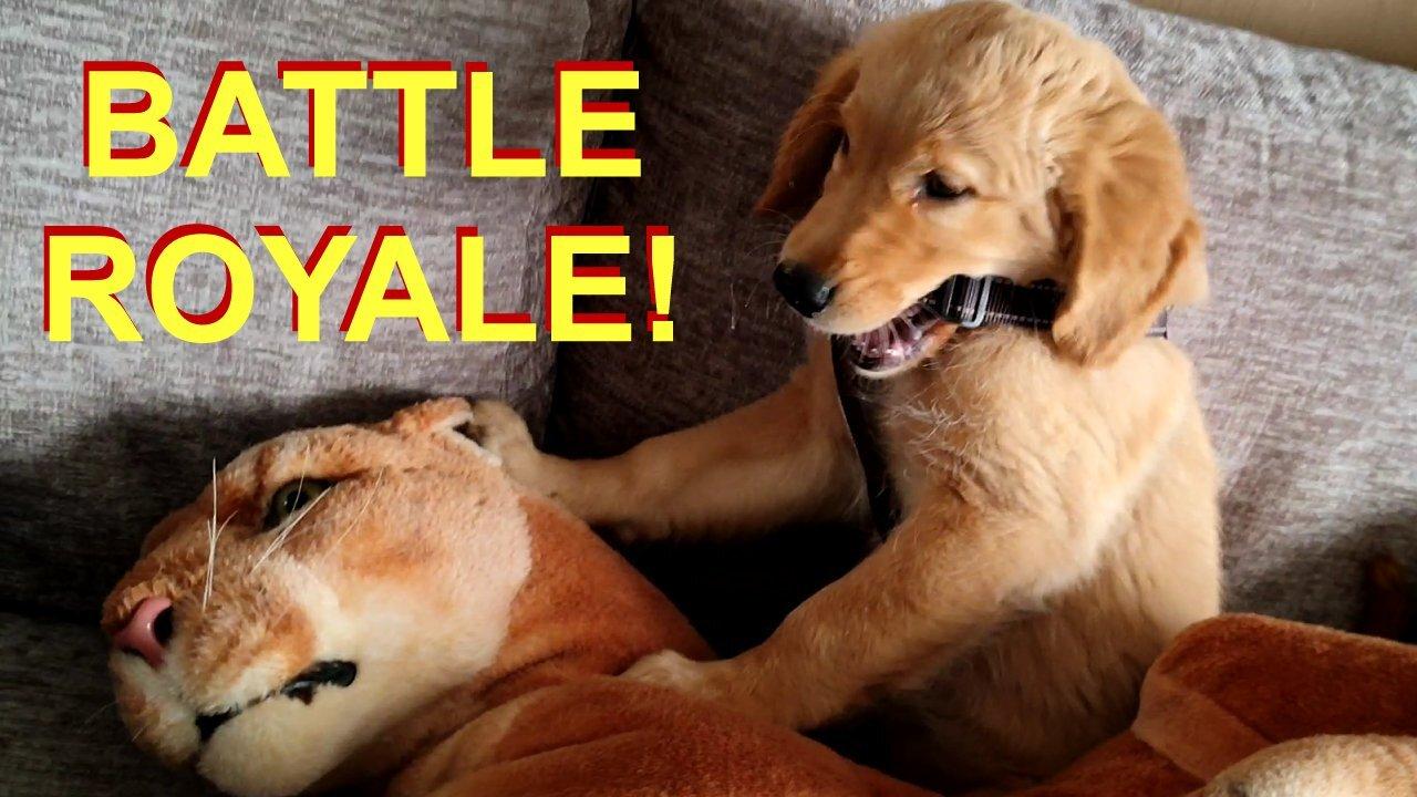 BATTLE ROYALE!  Puppy Fights to the Death With Big Daddy the Lion!