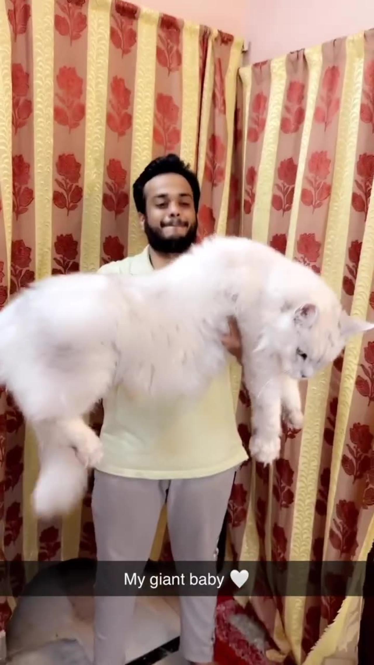 India’s Hugest Cat | MAINECOON CAT INDIA | Cat of india |mainecoon cat for sale in india