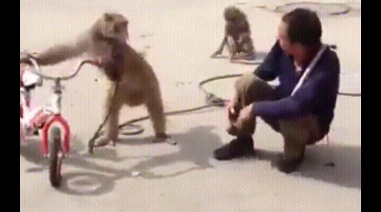 Funniest Monkey  -  cute and funny monkey