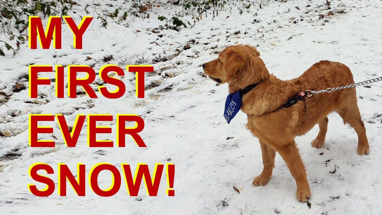 Golden Retriever puppy's FIRST EVER SNOW!