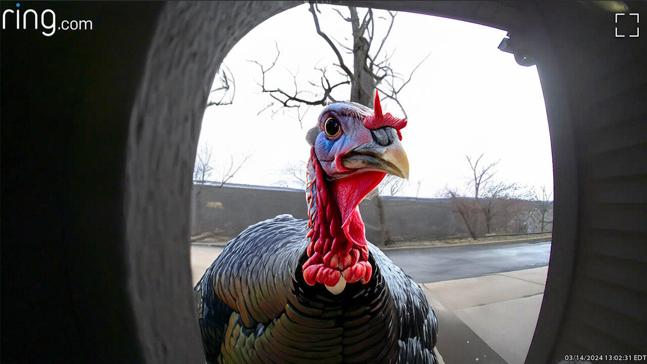 Turkey Knocking On My Door 🦃