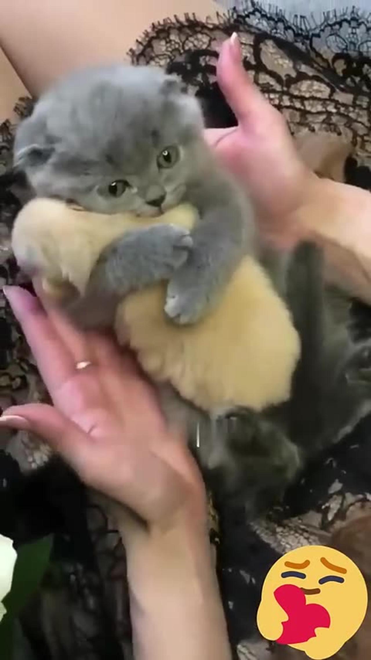 Cute cat little