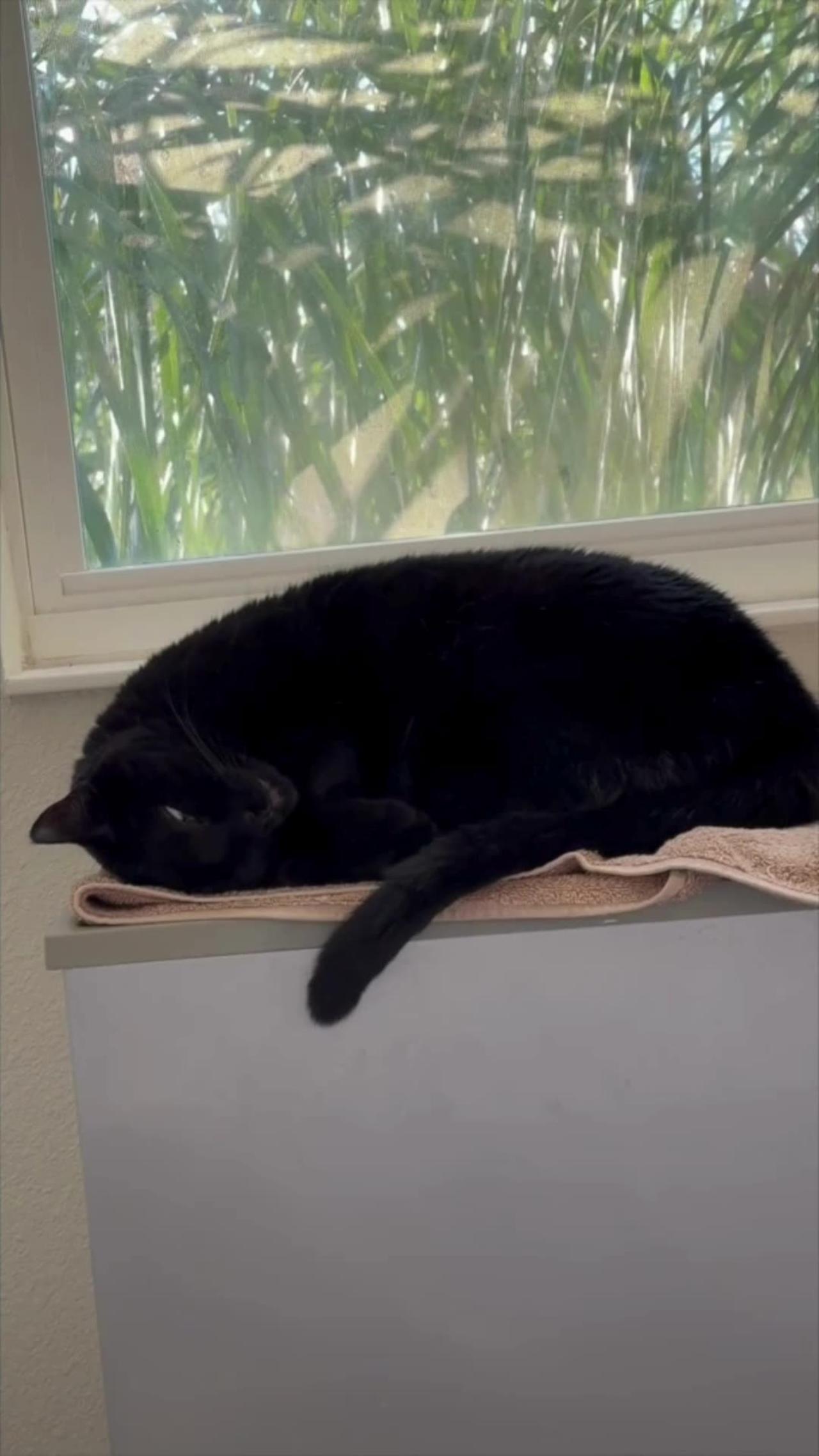 Adopting a Cat from a Shelter Vlog - Cute Precious Piper Gets Comfortable While Sleeping #shorts