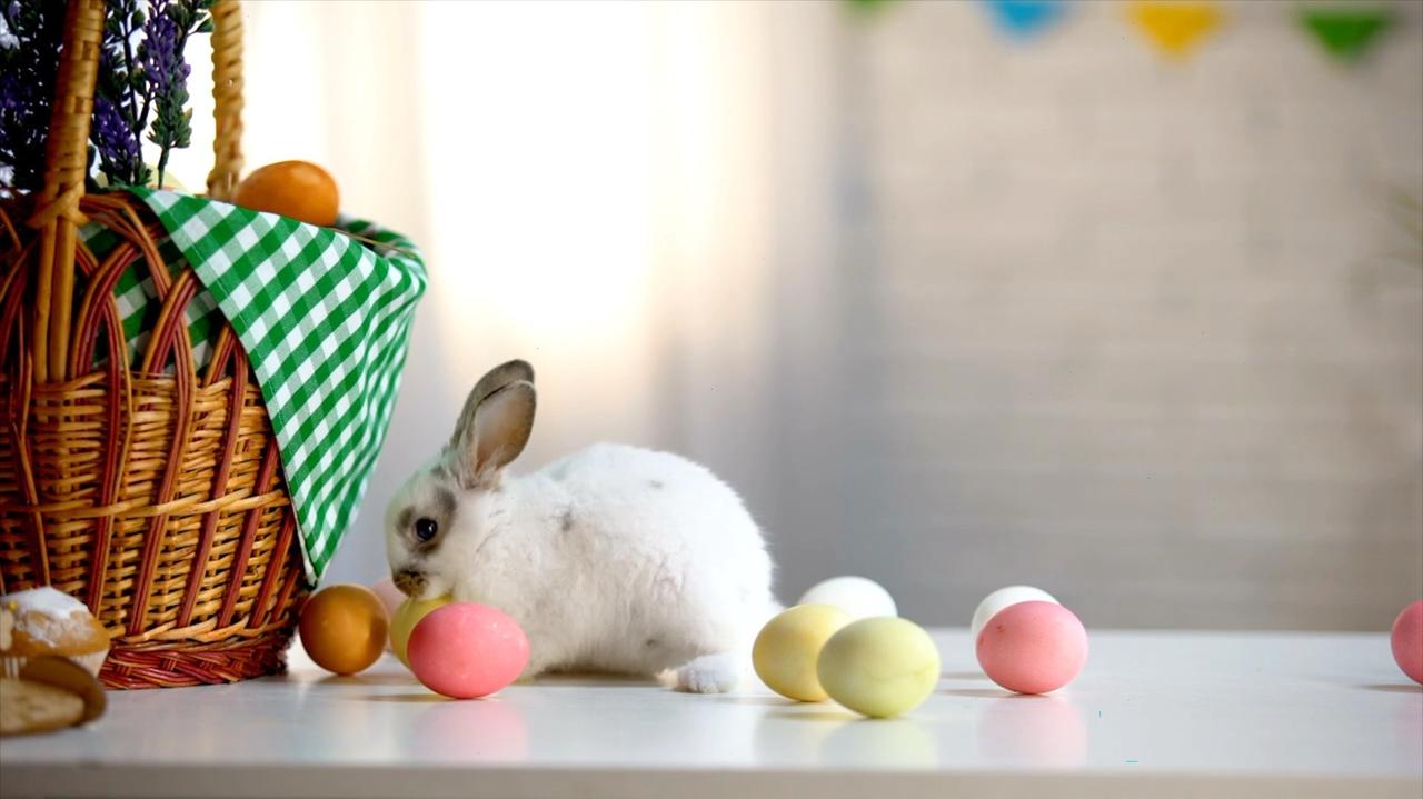 The Curious Case of the Easter Bunny