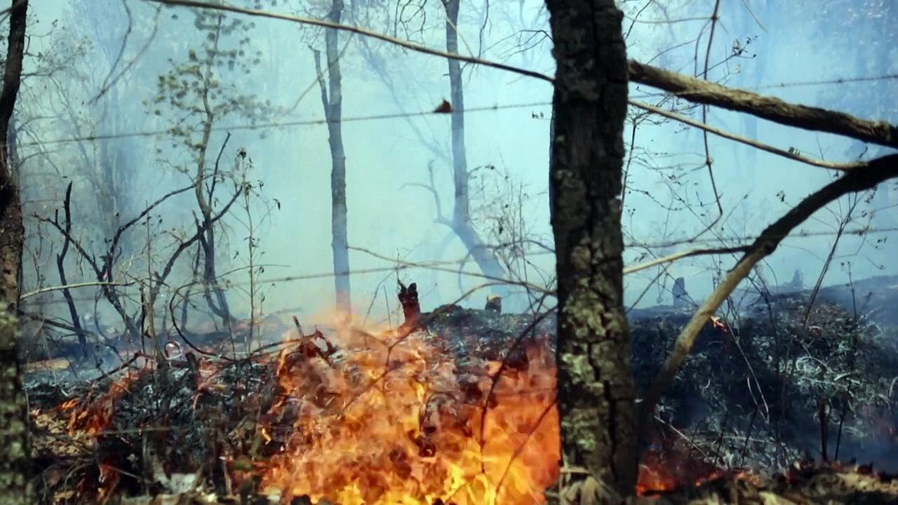 Forest fire hits avocado plantation in Mexico