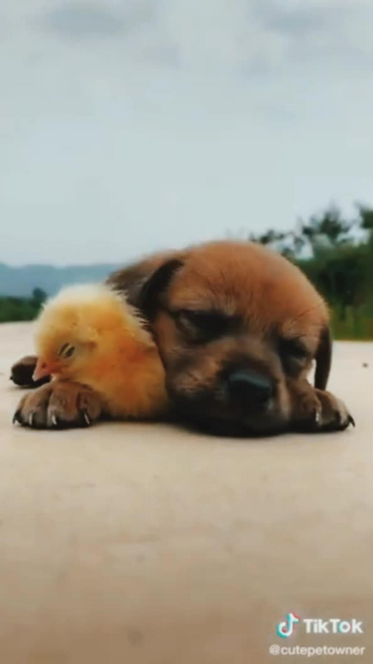 SO cut dog and duck
