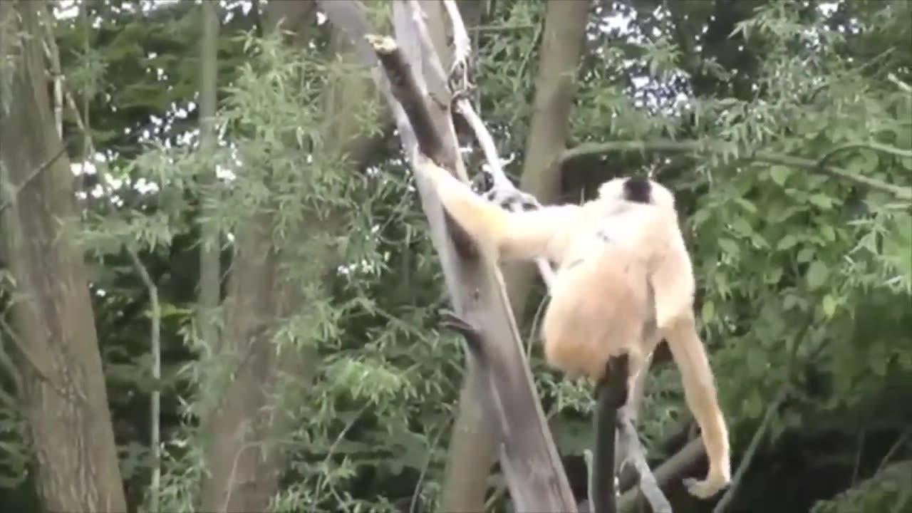 Cute Gibbons Playing & Climbing