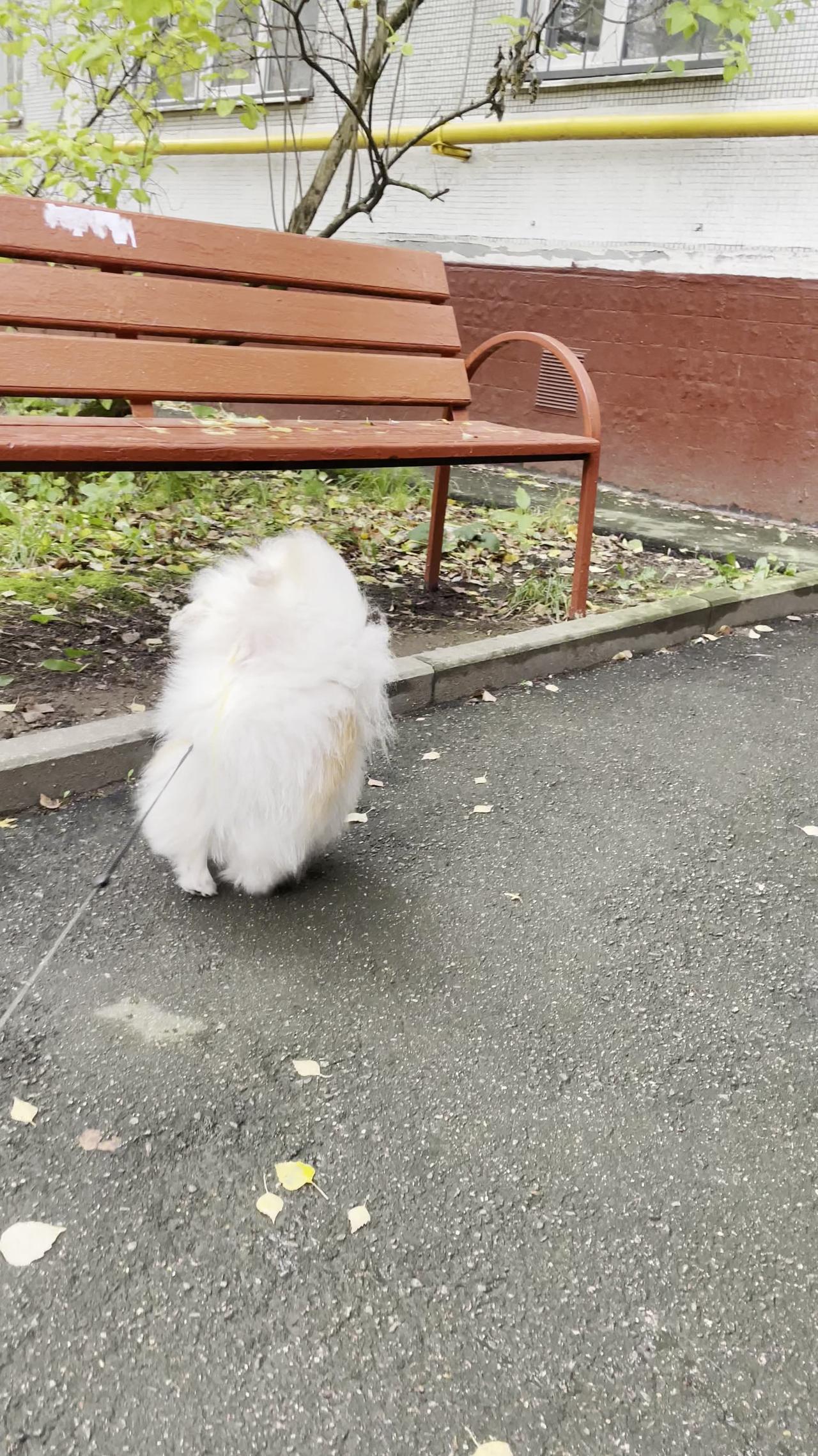 Little  Dog Walks on His Front Paws