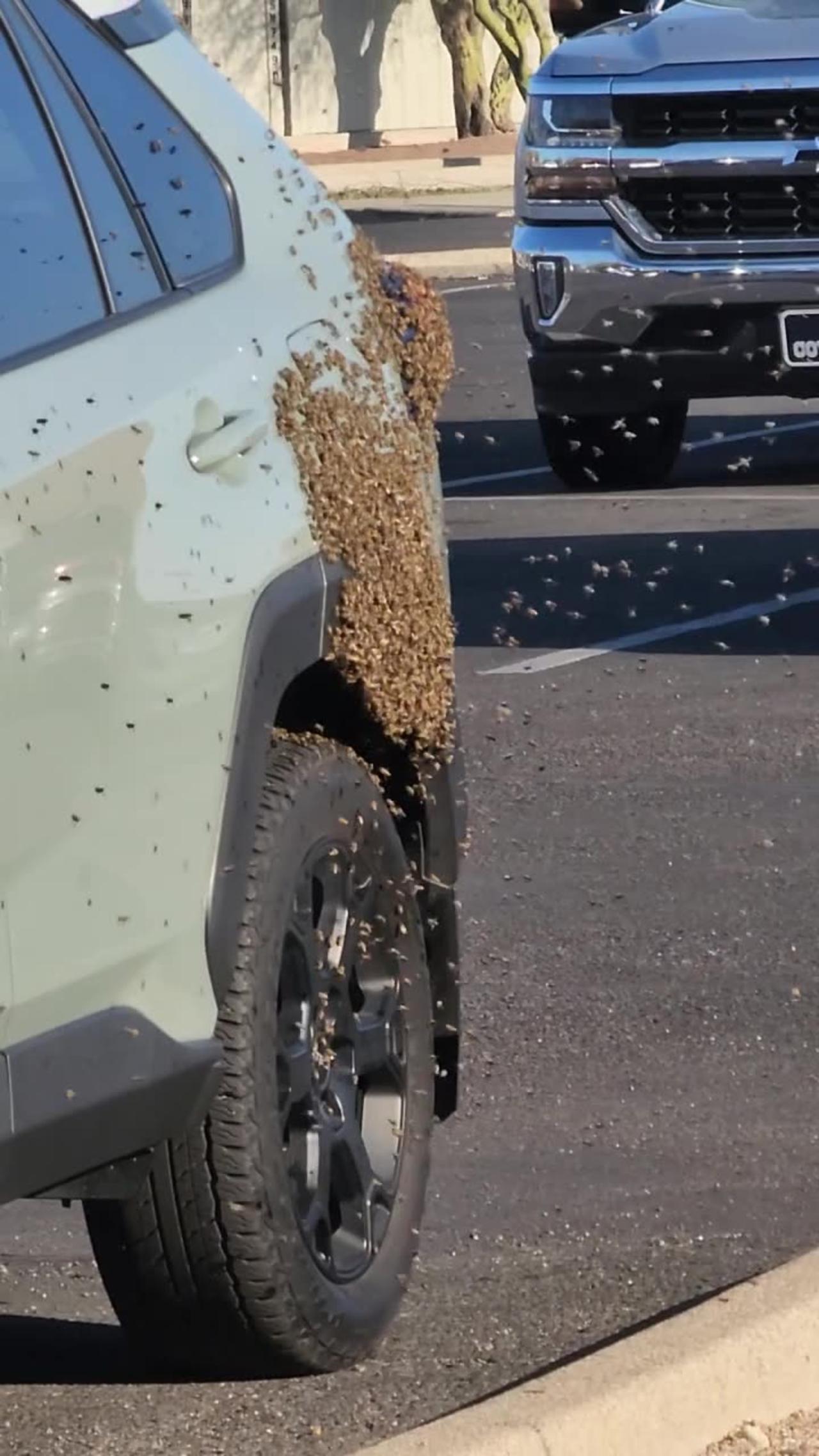 Bees Swarm SUV in Parking Lot