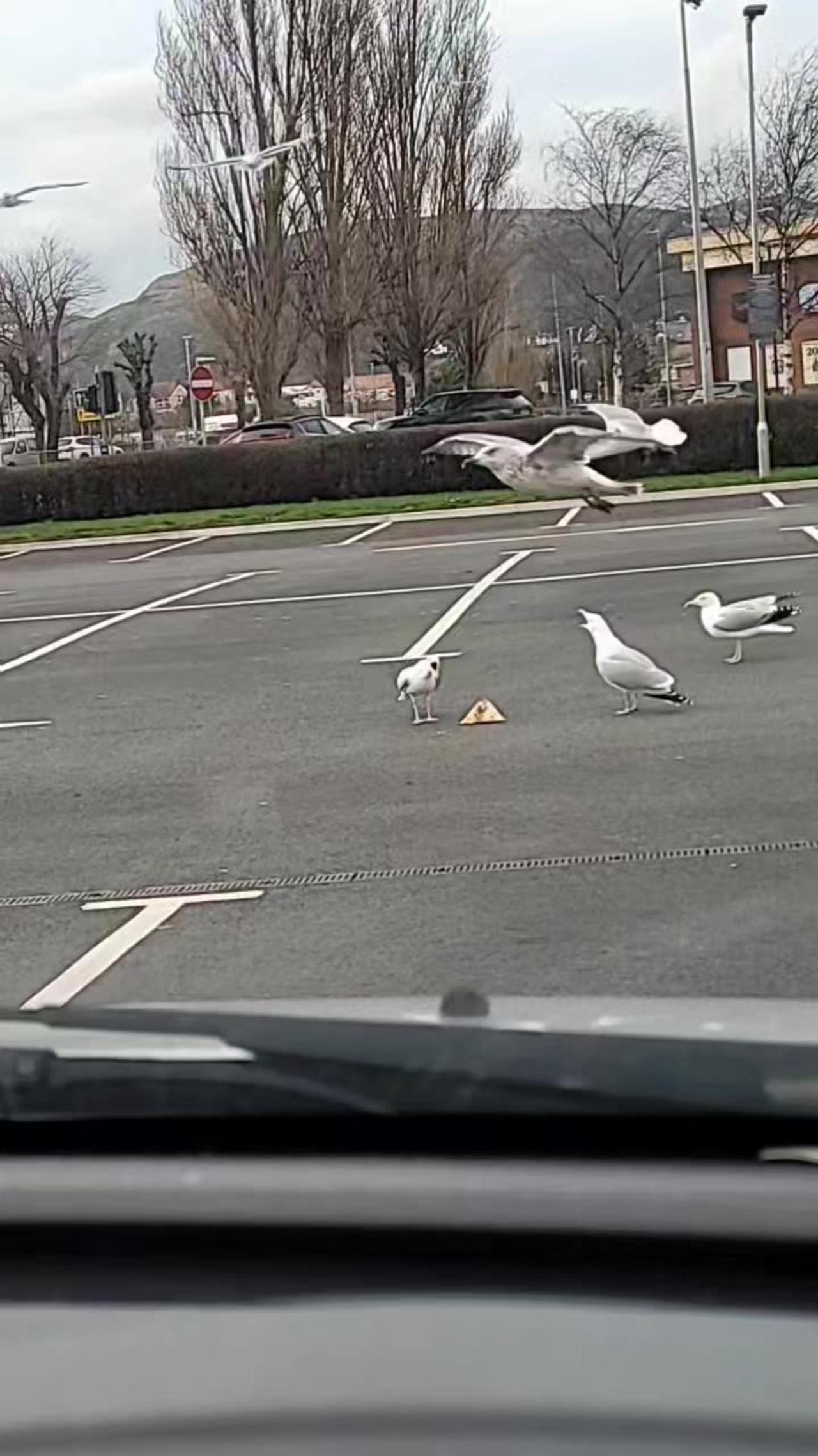 Seagulls Play Keep Away With Woman's Fast Food Order