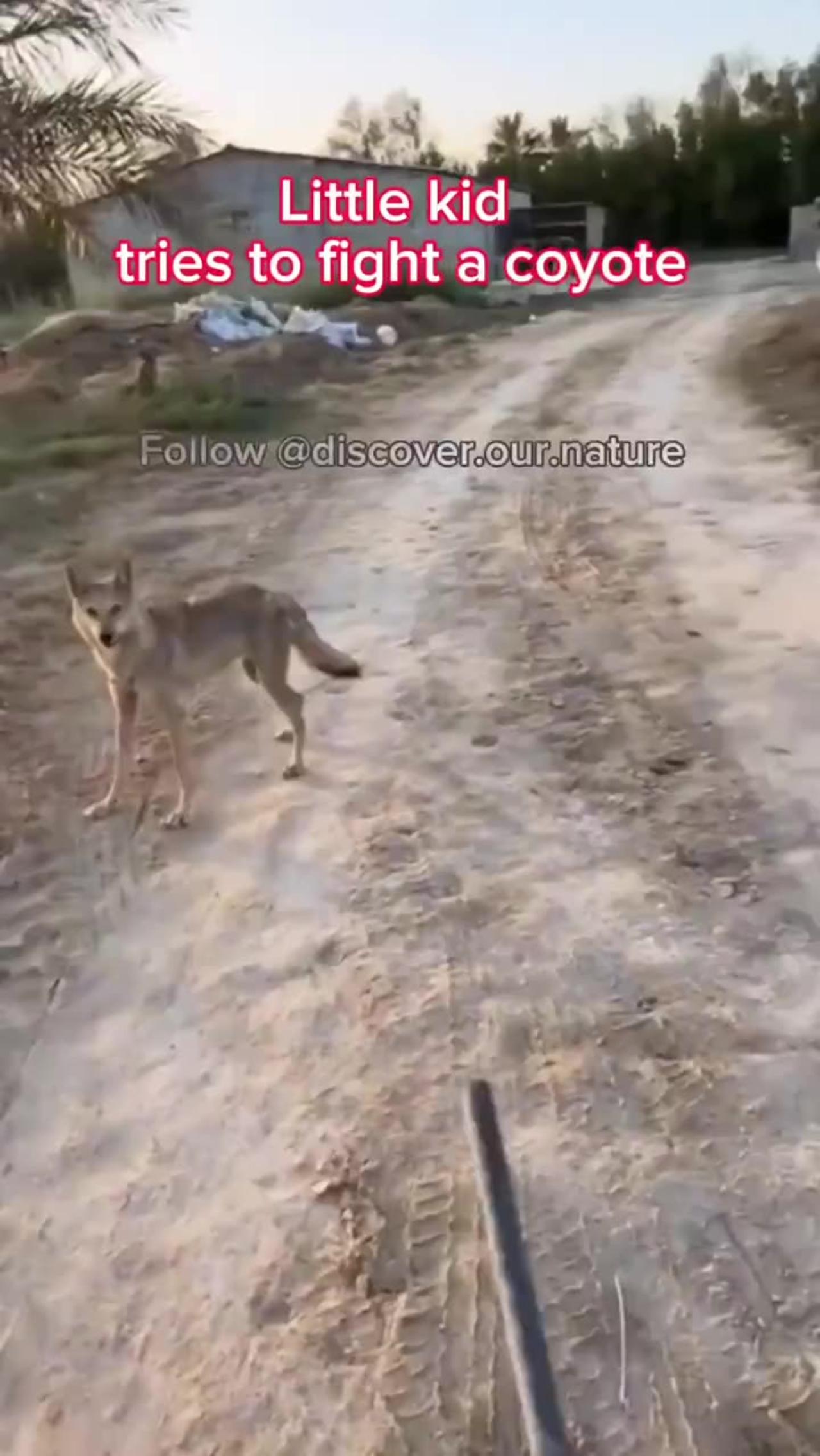 Dad Saves Son From Coyote