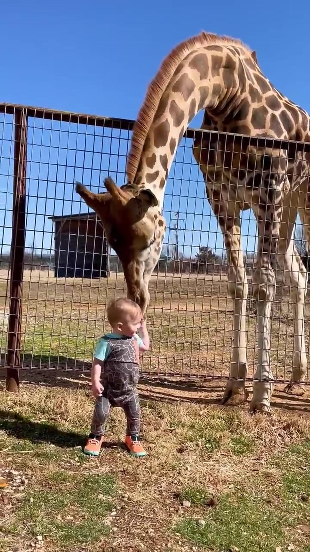Cute Giraffe Gives Baby Smooches!