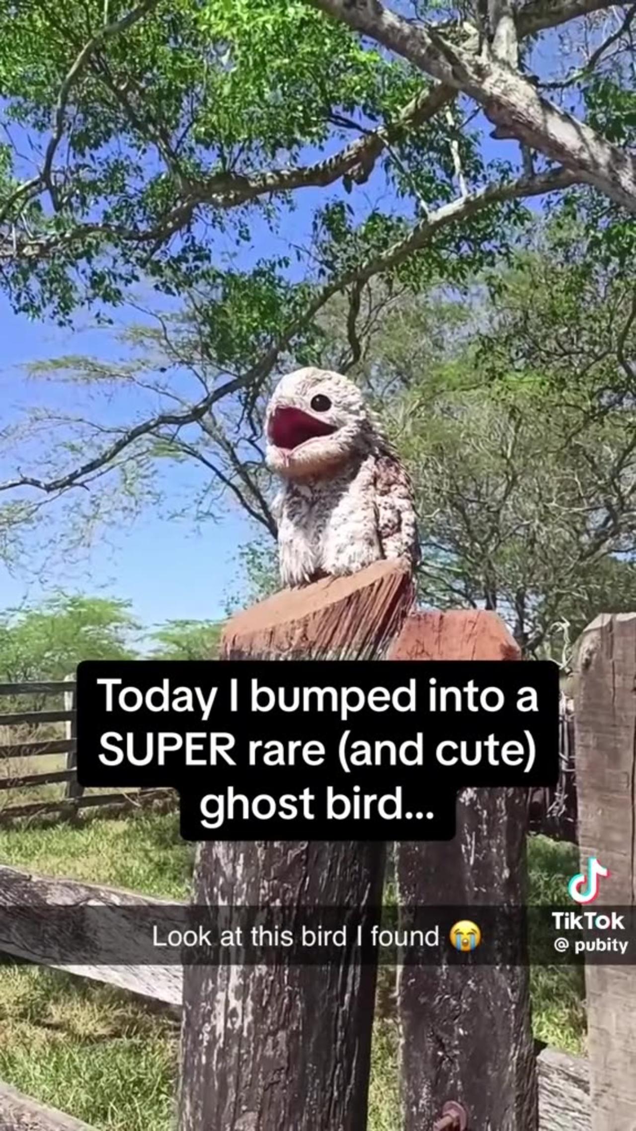 Super Rare Ghost Bird