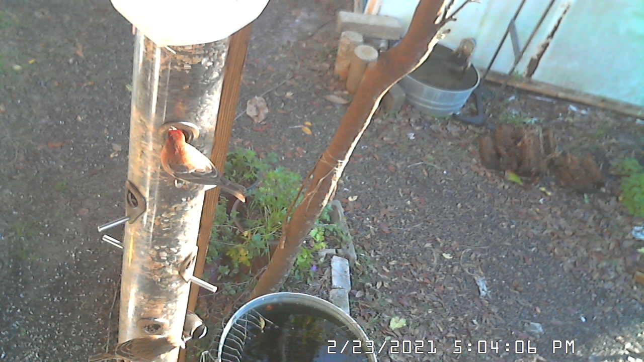 MALE & FEMALE HOUSE FINCHES TUSSLE FOR POSITION AT FEEDER