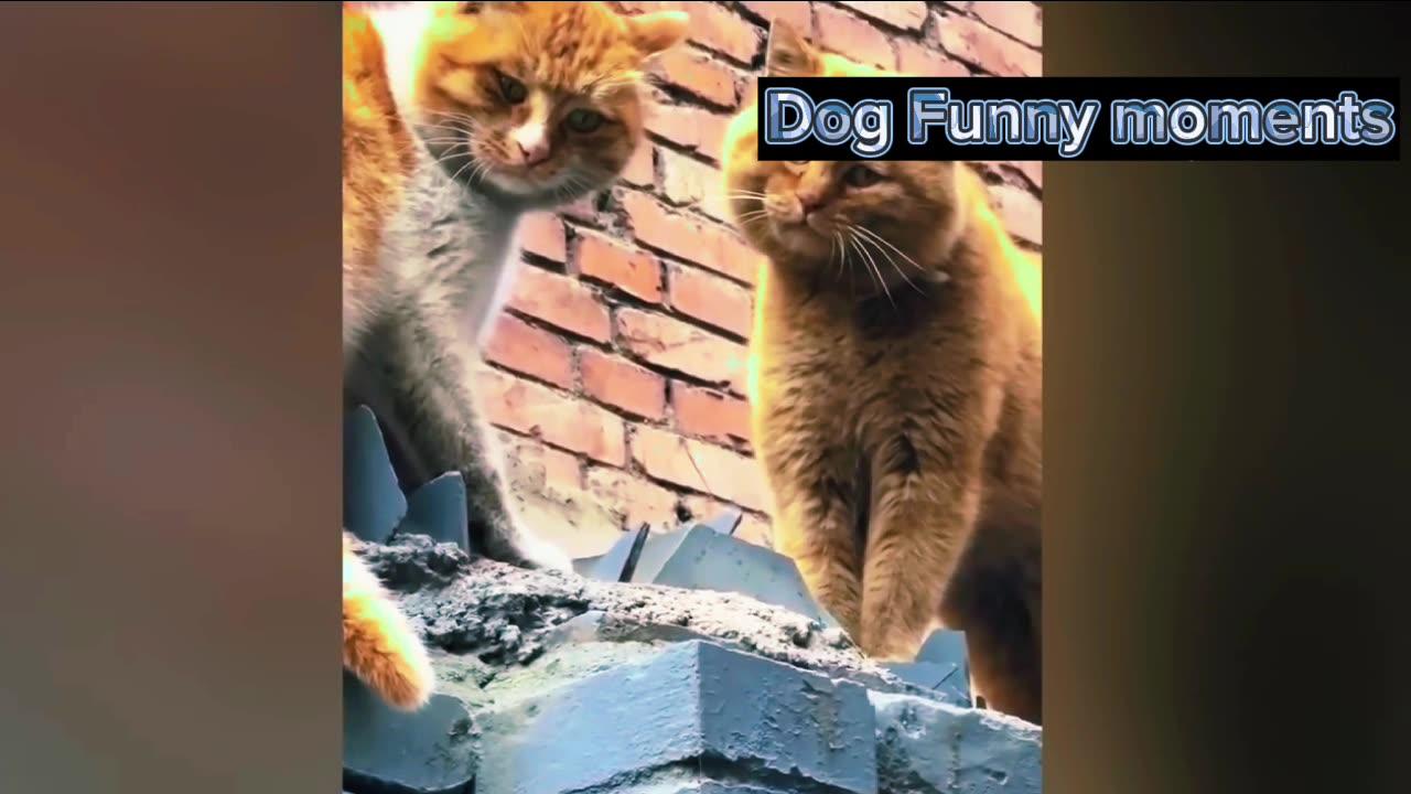 Dog Funny/Cute moment you have never seen before part-1