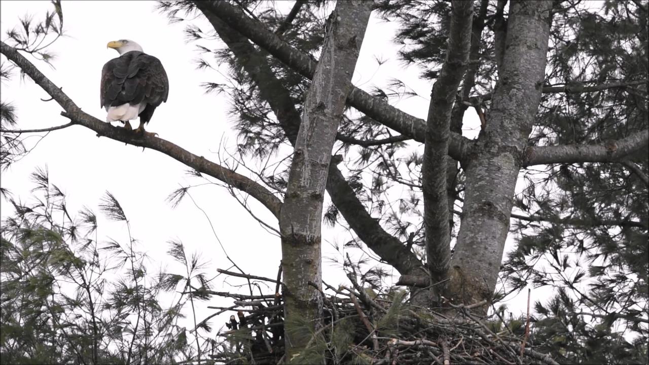 Bald Eagle nesting season