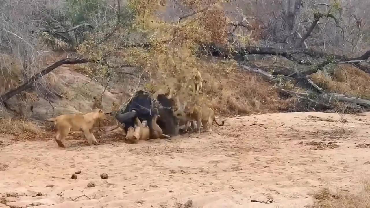 The best Battle Of the Animals World Harsh Life Of Wild animals . Lion. Buffalo. Part 1 .Thanks All