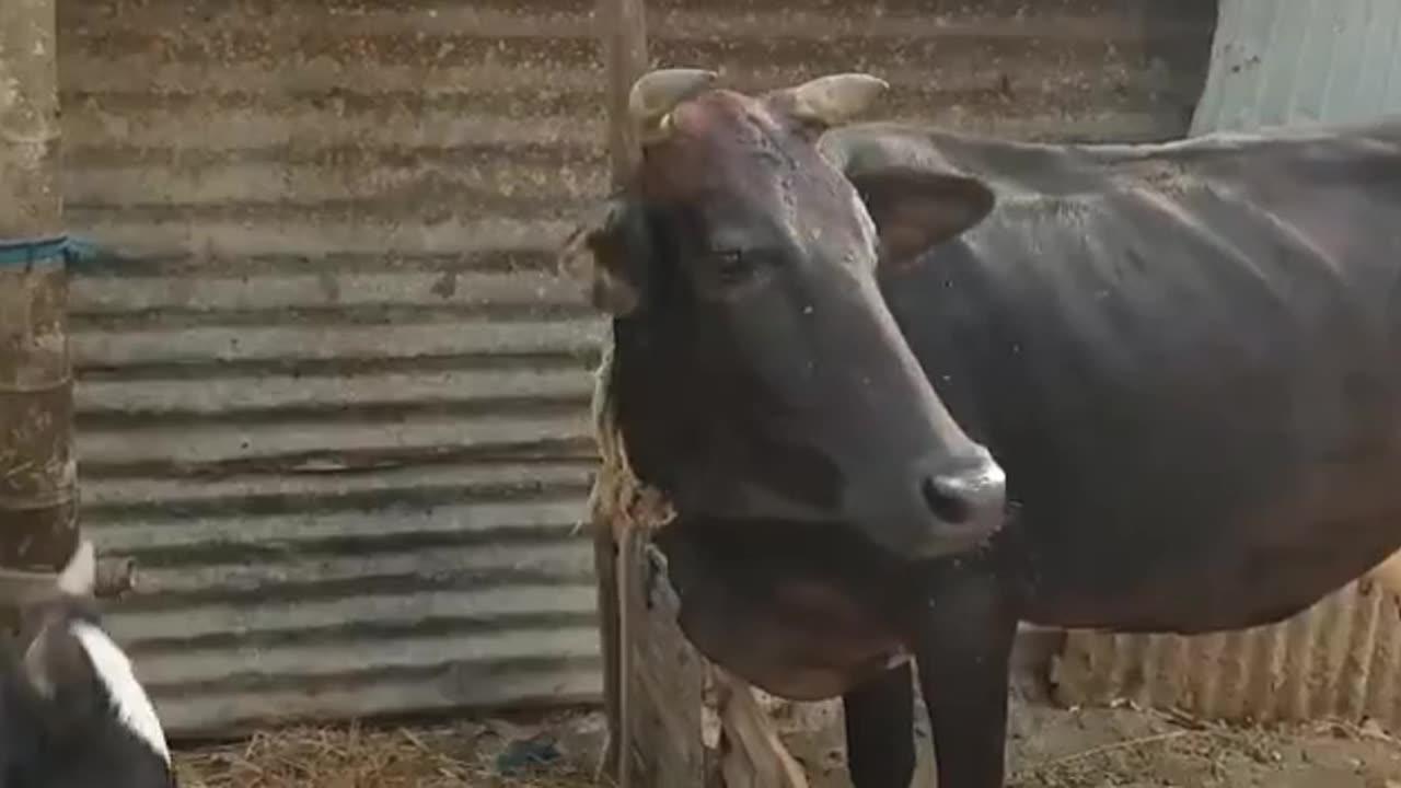 What is this Cow doing? Looks like she's going to die.